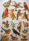 Glanzbilder Vogel Vögel EF 7323 Oblate Posiebilder Scrapbook Deko GWI 564