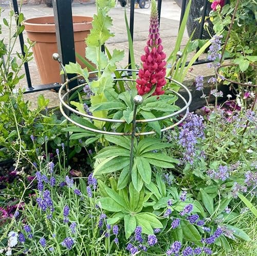 GAP GARDEN PRODUCTS Small Double Ring Garden Plant Support, solid steel supplied bare metal that will age over time giving a beautiful rustic patina finish. (Pack of 4 supports)