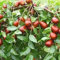 1 Beutel Jujube-Samen, süß, leicht, natürliche Fruchtsamen, Bauernhof-Dekor, Gartensamen zum Pflanzen Jujube-Samen