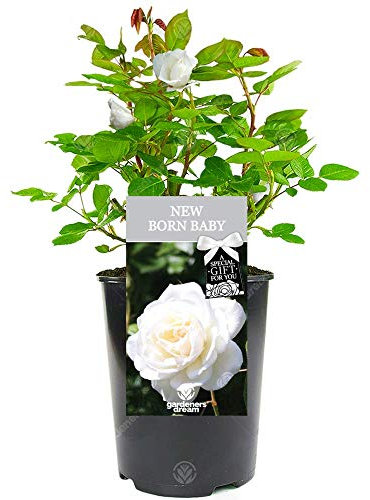 New Born Baby Rose - Gift for New Baby - Celebrate The Arrival of Someone Special with a Unique Living Plant Gift