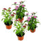 Pack de Cuatro Clavel Chino Plantas Naturales para Terraza o Jardín Claveles con Flor