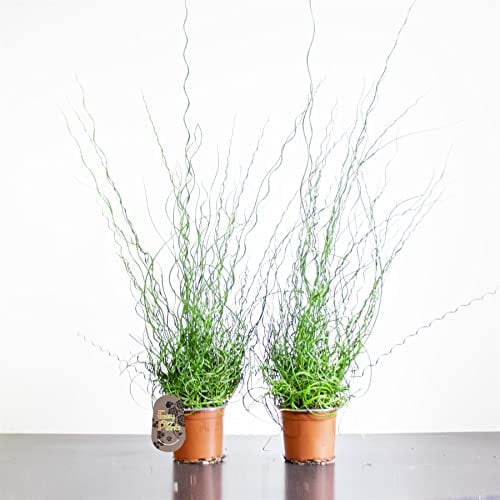 2 Spiral Grass Juncus Effusus Soft Rush Plant in 12cm Pot Evergreen clump-forming