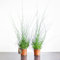 2 Spiral Grass Juncus Effusus Soft Rush Plant in 12cm Pot Evergreen Clump-Forming