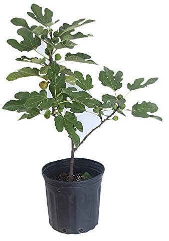 Higuera Planta Viva Frutos en Temporada Árbol de Exterior