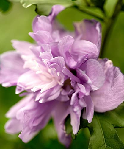 Hibiscus syriacus 'Ardens' 40-60 cm - Garten-Eibisch, violette Blüten, Blütezeit Juli-Oktober, ideal für Hecken, pflegeleicht und winterhart