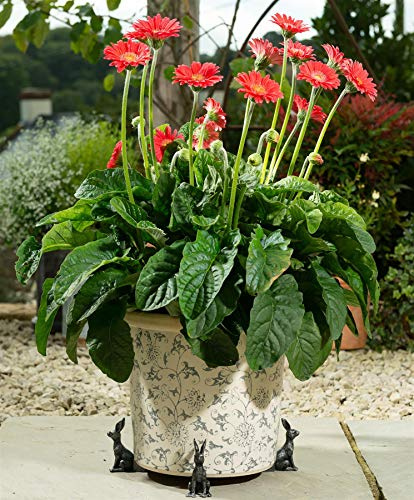 Potty Feet Hare Figures Plant Pot Feet - Planter Support - Handmade Decorative Ornaments - 3pcs