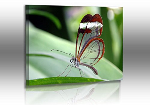 Fotoatelier Dirk Haas Premium Leinwandbild XXL - Schmetterling - Natur - Bilder - Glasfalter - Greta Oto - Leinwand : 30 cm x 20 cm