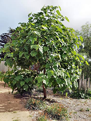 Paulonia Paulownia tomentosa, Pianta in Vaso 9x9 cm h. 40/60 - Vivaio di Castelletto