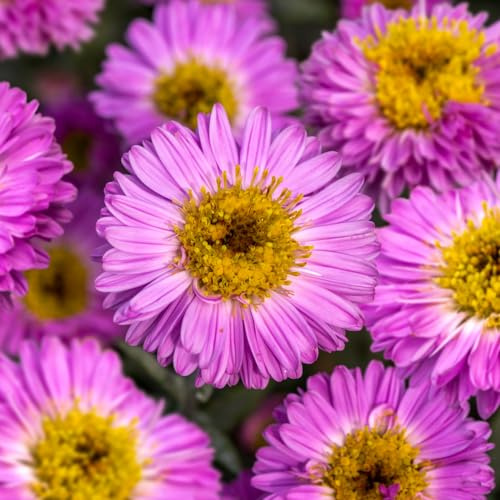 Aster 'Sarah Ballard'. Plug Plant x 4. Perennial Pink Flowers. Plants for pollinators. Available from Bedwen Plants
