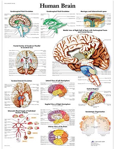 3B Scientific Lehrtaffel - Human Brain - Englisch