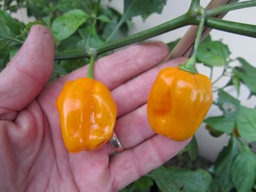 piantine peperoncino habanero piccante 2 piante in vaso 14 (giallo 2 piante)