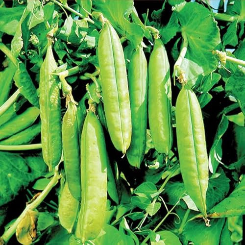 Gardeners Kitchen - Pea Plants - 'Onward' 6 x Medium Plugs Vegetable Plants