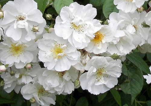 Ramblerrose Bobbie James Containerrosen im großen 7,5 Liter Topf