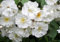 Ramblerrose Bobbie James Containerrosen im großen 7,5 Liter Topf