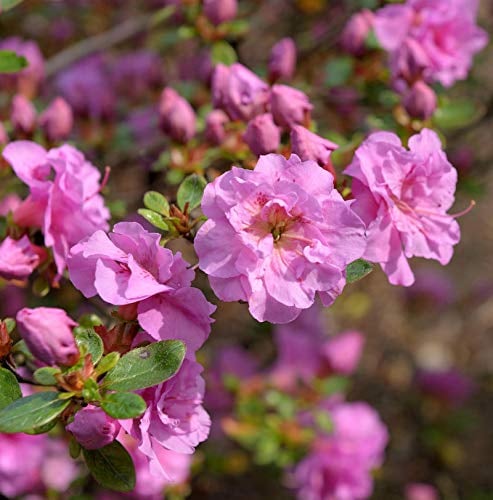 Japanische Azalee Thekla 20-25cm - Rhododendron obtusum - Zwerg Alpenrose - lebende Gartenpflanze aus den Baumschulen