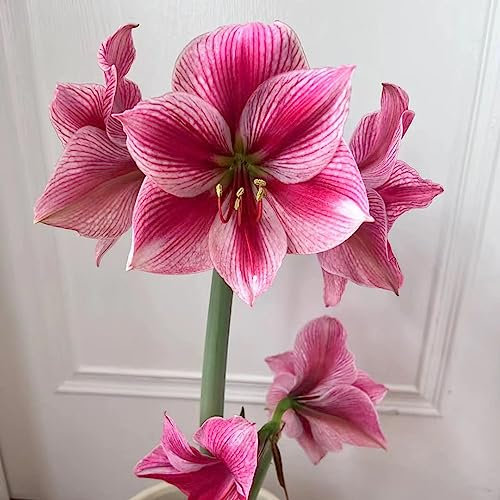 1 piezas bulbos de amarilis bulbo - bulbos de flores resistentes perennes,Hippeastrum rutilum, decoración de plantas flores de primavera cebollas plantas decorativas techo verde