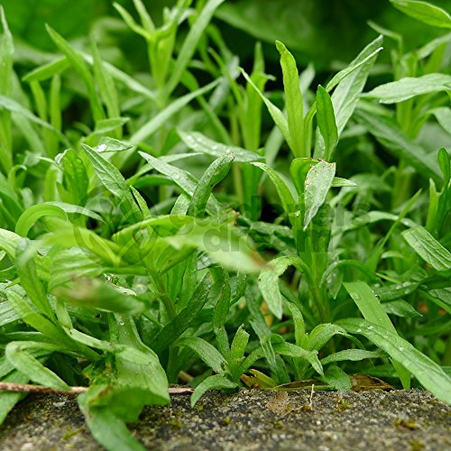 Tarragon French - Outdoor Deciduous Garden Kitchen Herb Cooking Plant in Pot (8cm Pot, 5-15cm)