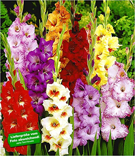 BALDUR Garten Gladiolen-Mischung,100 Zwiebeln, farbenfroh im Beet & in der Vase, sehr blühfreudig & pflegeleicht, mehrjährige Blumenzwiebeln, ideal für Schnitt & Garten, robust & langlebig