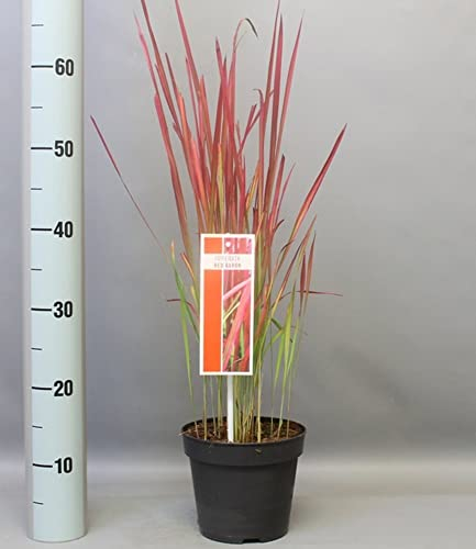 BALDUR Garten Japanisches Blutgras 'Red Baron' im 14 cm XL-Topf,1 Pflanze, einzigartig, leuchtrotes ziergras, Blickfang mit rot-grünen halmen, winterhart & mehrjährig, pflegeleicht