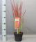 BALDUR Garten Japanisches Blutgras 'Red Baron' im 14 cm XL-Topf,1 Pflanze, einzigartig, leuchtrotes ziergras, Blickfang mit rot-grünen halmen, winterhart & mehrjährig, pflegeleicht