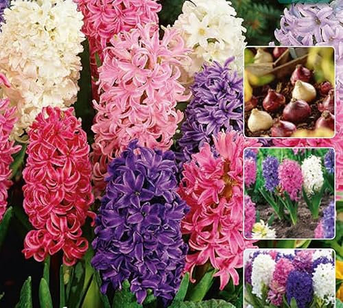 30 Bulbes de Jacinthes Variés Extra Calibre 15/16