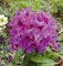 INKARHO - Großblumige Rhododendron Azurro 25-30cm - Alpenrose