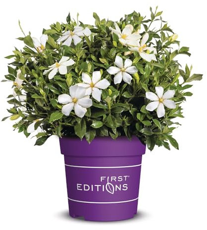 Gardenia jasminoides 'Sweet Star', Gardenie, exotische Pflanze, duftende Blüten, immergrün, Zimmerpflanze, Kübelpflanze