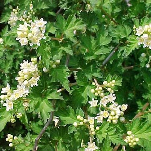 6x Kransspirea – Stephanandra incisa 'Crispa' – 9 x 9 cm kruka – lågväxande prydnadsbuske