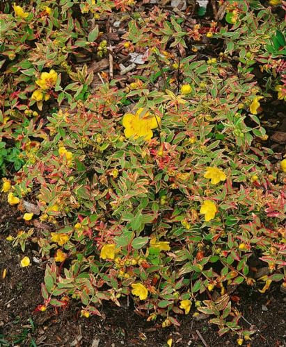 Hypericum moserianum 'Tricolor' ca. 9x9 cm Topf - Johanniskraut, gelbe Blüten, Blütezeit Juni-September, buntes Laub, ideal für Kübel, pflegeleicht
