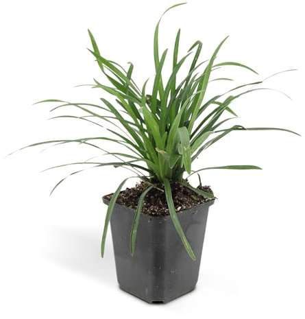 Bodendecker - Lilientraube - Liriope muscari 'Big Blue' - 9cm Topf - Set mit 20 Pflanzen