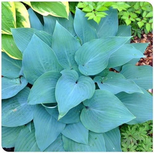 Hosta Bulbo, Hosta Rara, Cuatro Estaciones, Hosta,Tolerantes Al FríO Y A La Sombra, Cobertura Del Suelo, Plantas En Macetas,BalcóN,DecoracióN Del Patio-15bulbos-B
