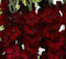 10 piezas de terciopelo brillante gladiolo negro hermosa espada de floración lirio bastante raros bulbos de gladiolos flor perenne