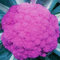 50 Unids Semillas de Coliflor Púrpuras Brassica Oleracea Decoración de Jardín Vegetal Comestible para Plantar Jardín