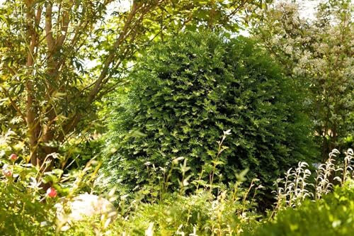 Eibe 'Hessei' 100-125 cm Ballen Taxus baccata Heckenpflanze immergrün
