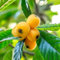 semi di nespolo giapponese decorazione dell'albero di frutta nespolo giapponese piante da frutto, decorazione del soggiorno alberi da frutto colonnari semi biologici Acquista alberi, 40pcs