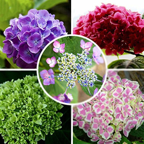 100 semi di ortensia di colore misto (ortensia macrophylla) da sposa fiore