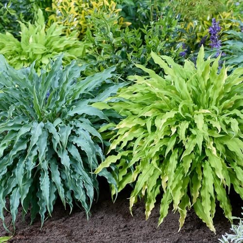 YouGarden Hosta Twist and Shout Collection, 2 x 12cm Pots, Set of 2 Hardy Shade-Loving Perennials