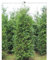 Lebensbaum Thuja plicata Atrovirens 160-180 cm. Angebot: 50 Thuja Heckenpflanzen