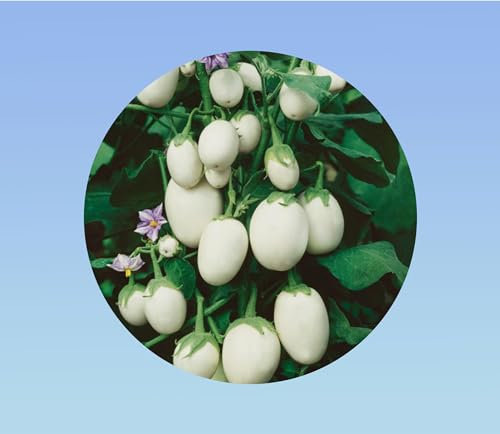 20 graines graines de aubergine oeuf blanc - légume à fruits ovales - variétés ancienne