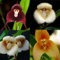 50 pcs affenkopf orchidee pflanze samen frühlingsblumen winterharte pflanzen für garten affen orchidee Affengesicht,dracula simia,monkey orchid, wildblumensamen bonsai samen pflanze