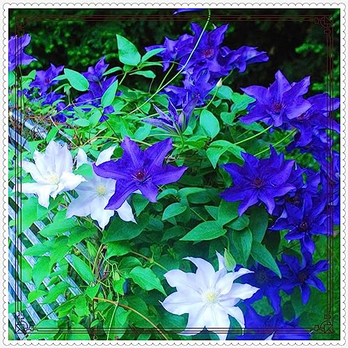 Clematis Mix Golden Jade Carving Feels Perfect for Planting Now UK UK Now Simple Planting Perennial Strong Plants That Grow Well -5 Bulbs-d