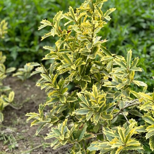 agrifoglio sempreverdi giardino resistenti esterno in vaso 500semi