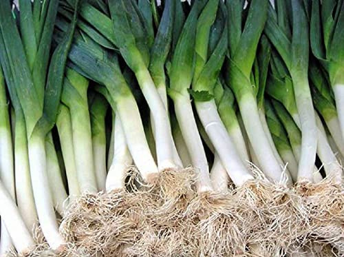 250 Carantan Leek Seeds for Planting Non GMO Heirloom Seeds Instant Latch Fresh Garden Seed