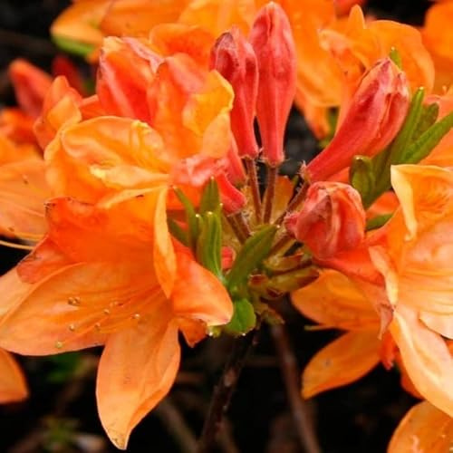 Azalee 'Orange' - Azalea mollis 'Orange' - 40-50 cm - Topf - Farbenfroher Blütenstrauch für Garten