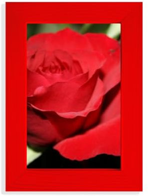 Cornice portafoto rossa con rose di grandi dimensioni