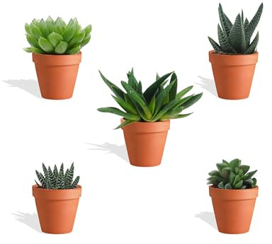 DutchLeafs Haworthia Mix 5 Stück Verschiedene Mini-Sukkulenten im Ø 7 cm Terrakotta Blumentopf - Asphodeloideae Sukkulent Kleine Pflanzen Sammlung Pflegeleichte Zimmerpflanzen - Höhe 8-15 cm