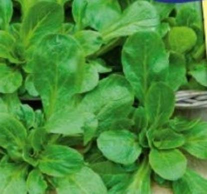 Pezzi - 100x Insalata da Campo Volhart 2 Valerianella Locusta Verdure Giardino Piante Seme K433 - Seeds & Plants Shop by Ipsa