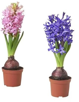 Hyacinthus Orientalis - Pack 2 Unidades - Plantas Vivas - Bulbos de Flores de Jardín