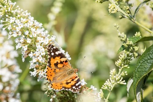 Buddleja 'Reve de Papillon Lavander' 60-80 cm – Winterhart, Mehrjährig, Pflegeleicht – Schmetterlingsflieder – Zierstrauch für Garten & Bienenweide