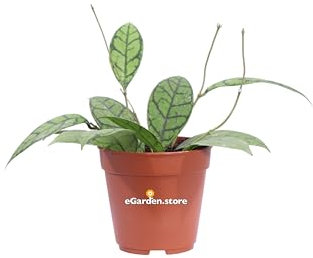 Pianta di Hoya Callistophylla Pianta di Fiore di Cera pianta da interno pianta da fiore bianco-crema pianta ornamentale pianta da arredo ricadente o rampicante pianta vera venduta da eGarden.store